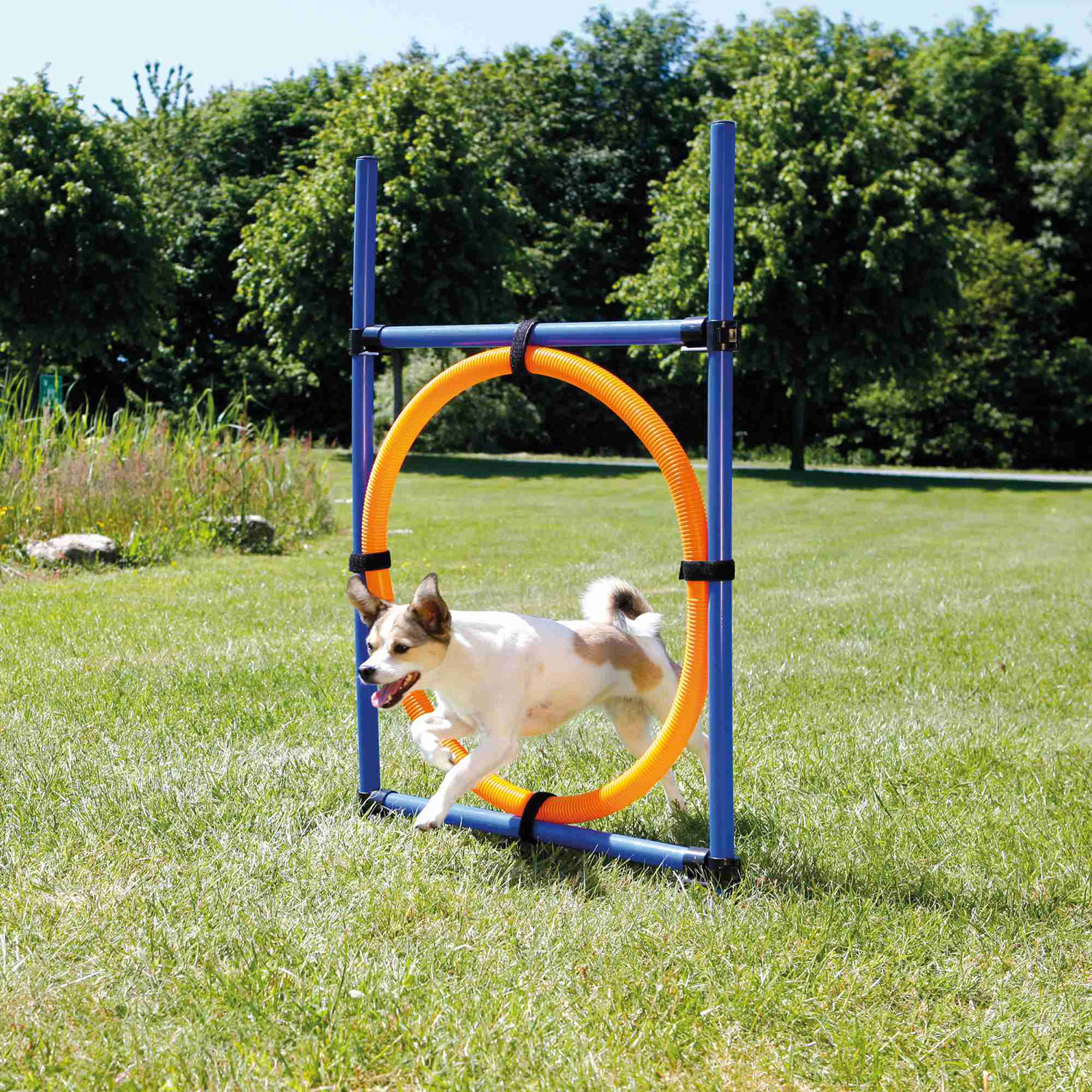 Aro para Agility - Imagen 2