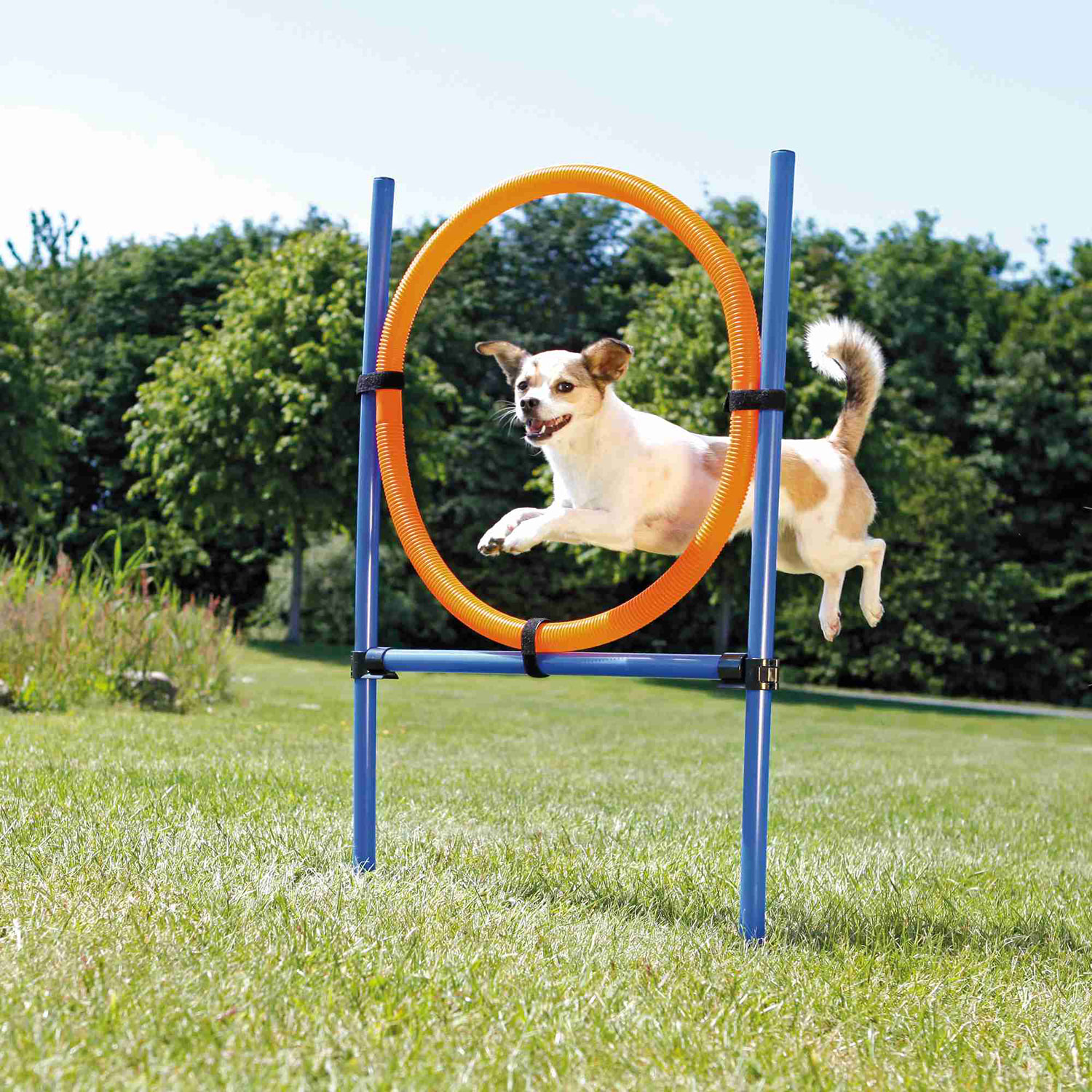 Aro para Agility
