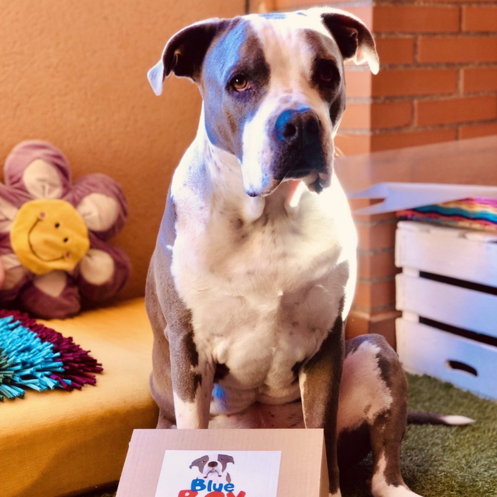 Blue BOX XL Snacks para grandes mordedores