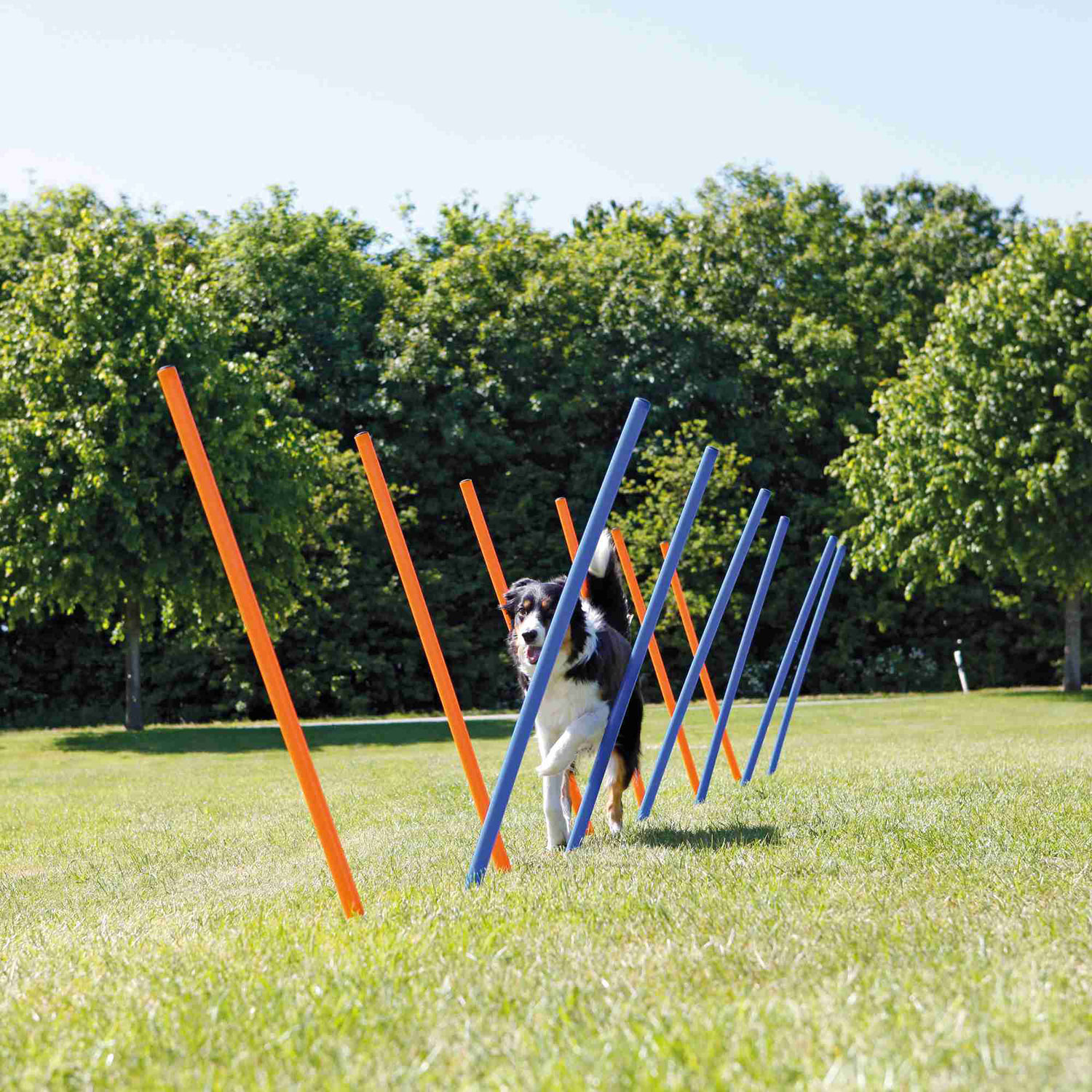 Eslalon para Agility - Imagen 2