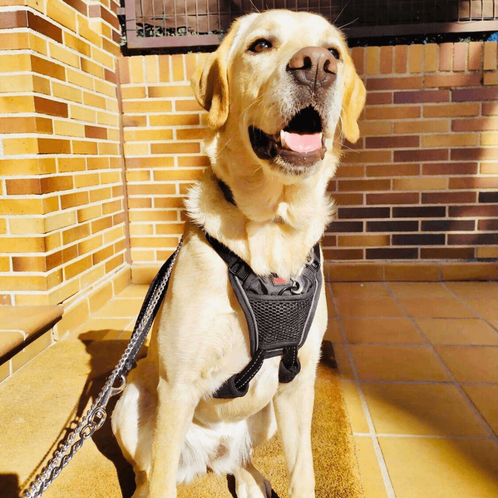 Arnés Halti antitirones No-pull para perros