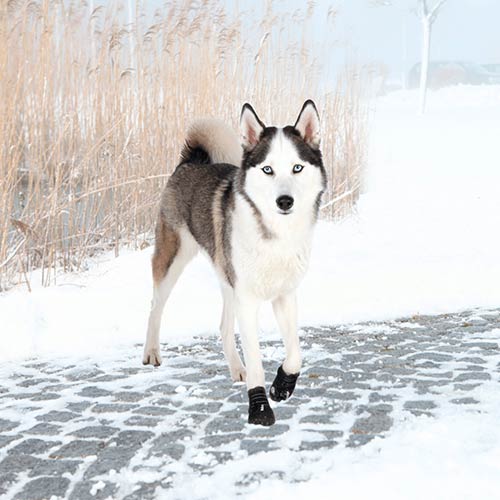 Botas Protectoras Walker Active - Imagen 6