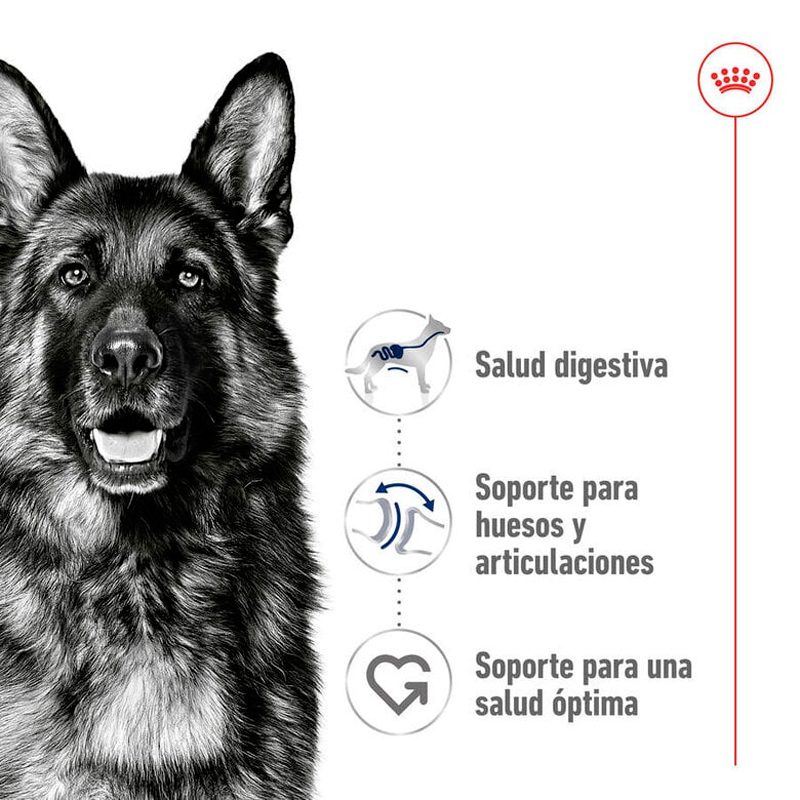 ROYAL CANIN MAXI ADULT PIENSO PARA PERROS - Imagen 6