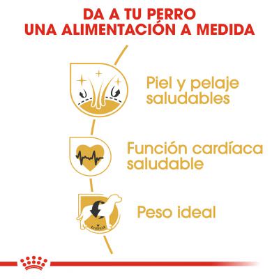 Royal Canin Golden Retriever Adult 12kg - Imagen 3